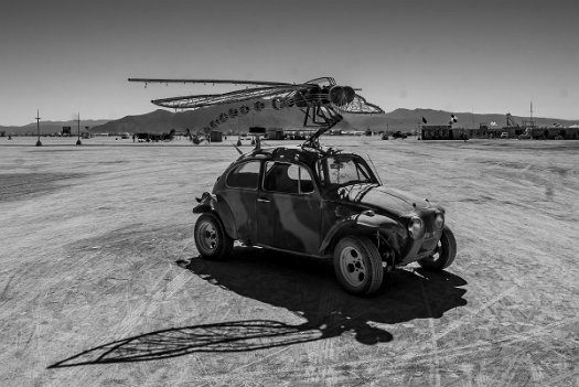 Dragonfly and Beetle - 2018-7